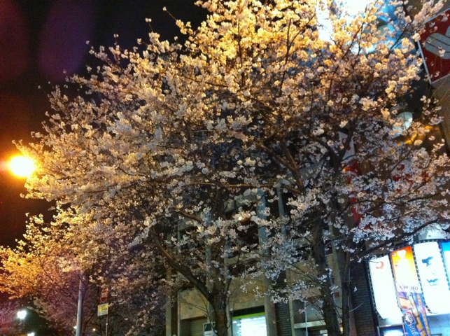 中野駅前の桜