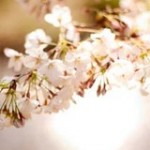 ゴシック＆ロリータなお花見